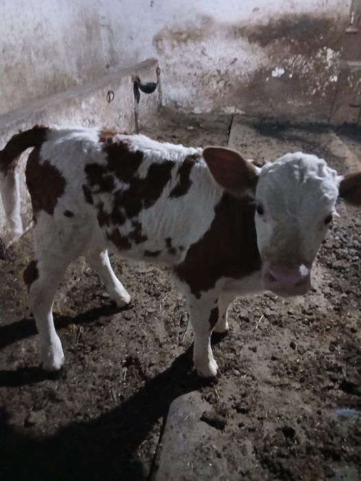 Vând vițel bălțat