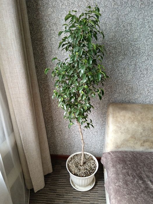 Фикус  бенджамина, ,  30000 тт, 1,5 м, от пола