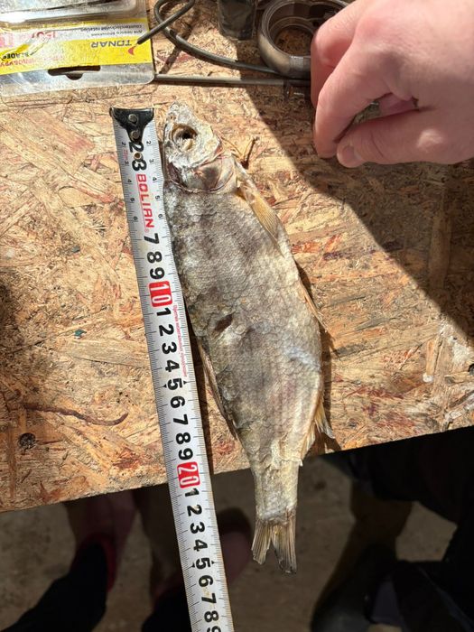 Рыбец кепкен 35 шт