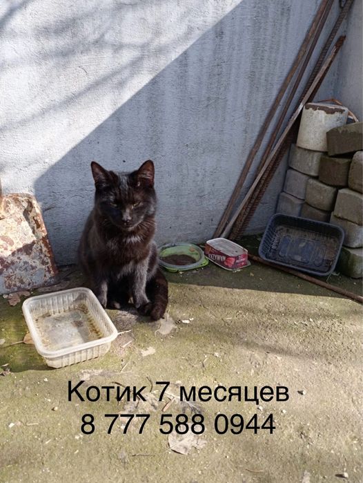 Отдам котят в добрые руки