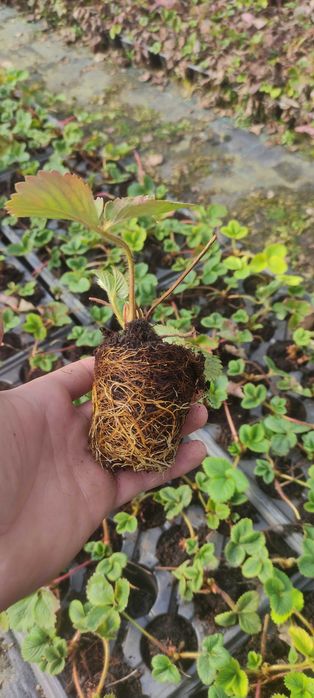 Ягоди разсад в тарелка от 28/бр