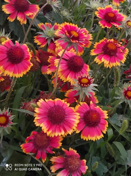 Садовые Цветы ,растения