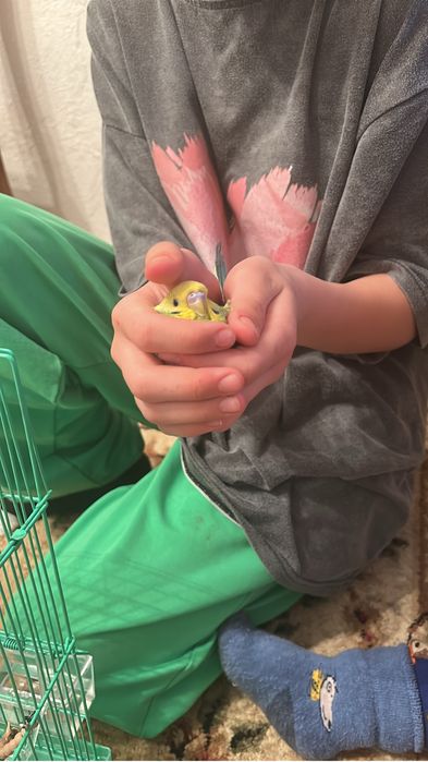 попугай волнистые мальчик и девочка с клеткой (2)