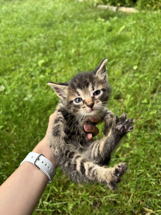 Подарявам малки котенца