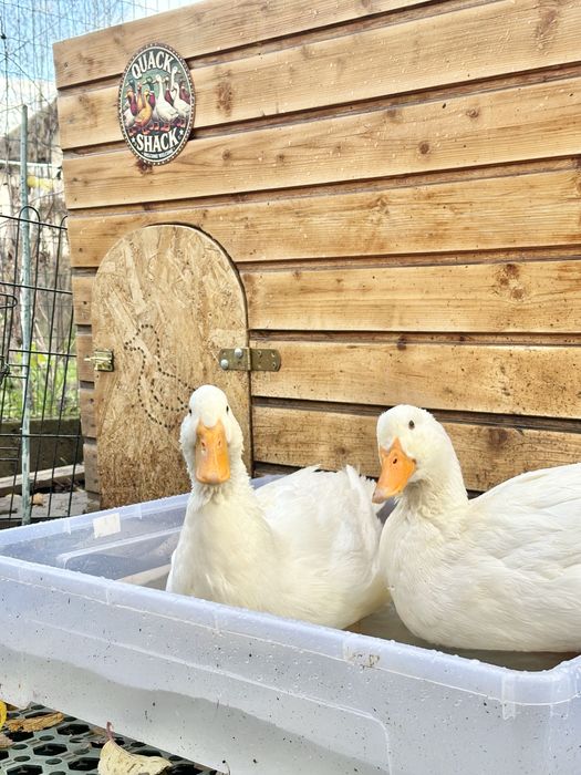 Vand familie de rate Pekin 3+1