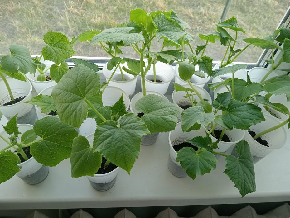 Продам рассаду огурцов