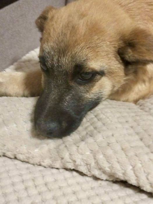 Отдам щенка, девочка