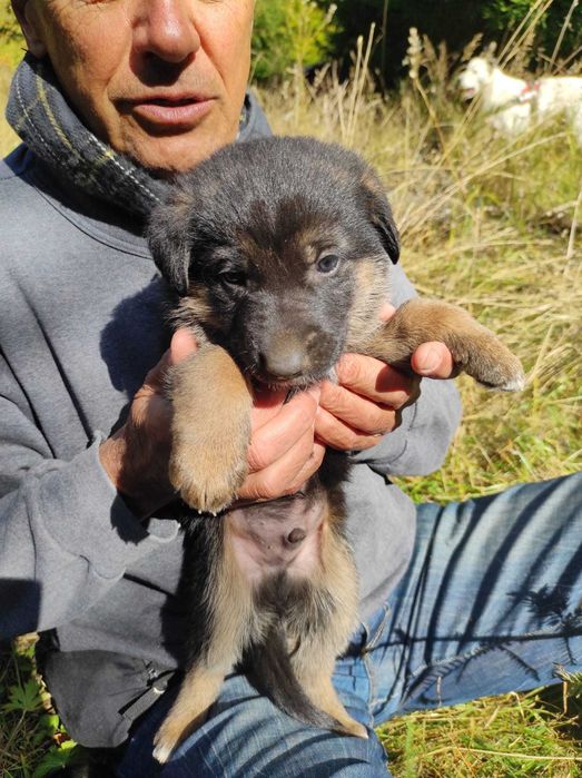 Pui metis ciobănesc german spre adopție (Cheia, Prahova)