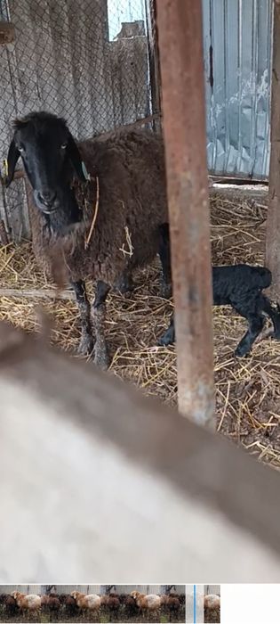 4 матки с ягнятами гиссар