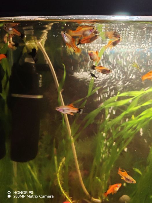 Продам аквариумных рыбок