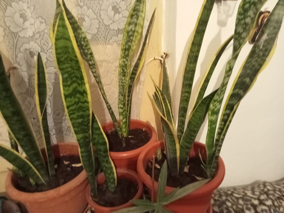 Vând leandrii și alte flori