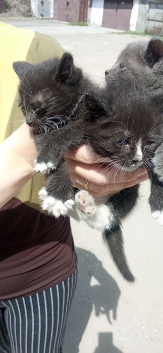 Котята в добрые руки
