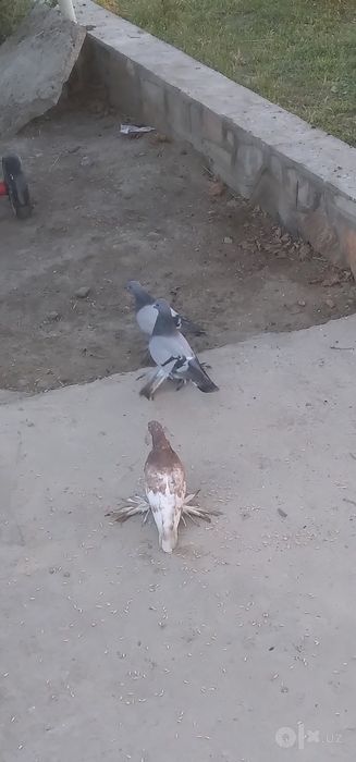 Kabutar sotiladi