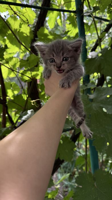 Котята охотники ищут дом