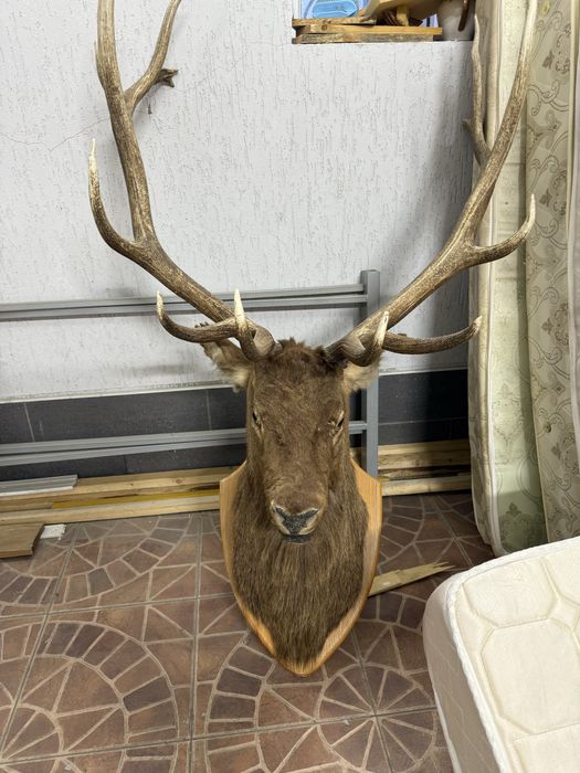 Продам голову оленя