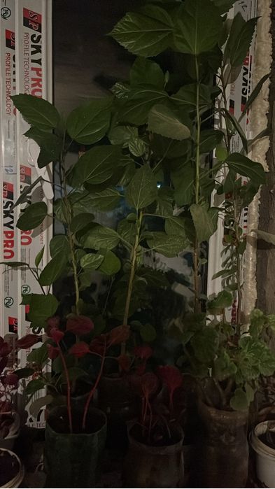 Продаются комнатные растения