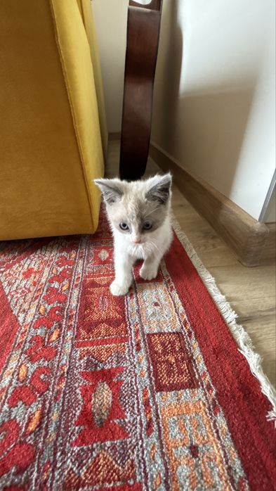 Котенок мальчик в добрые руки