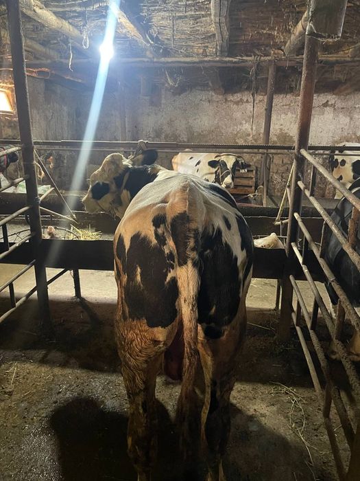 Buqala sotiladi arzon bervoramiz