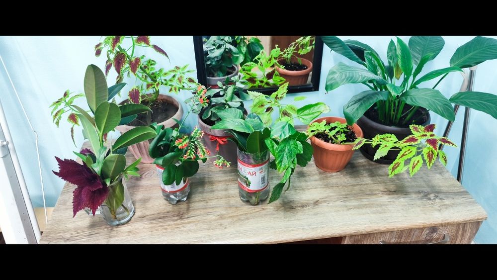 Продам комнатные цветы