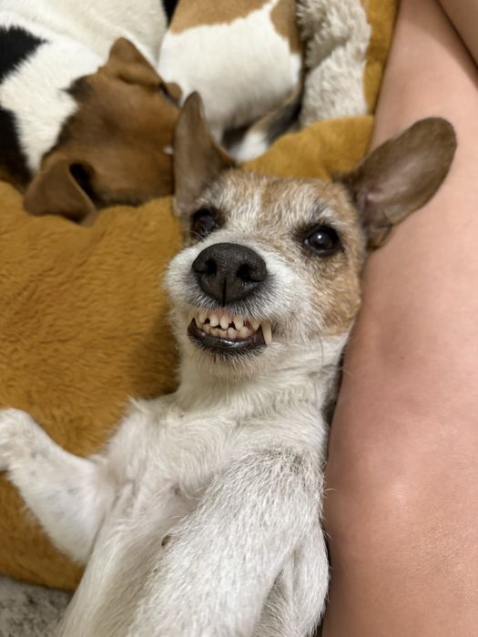 Джек рассел продается