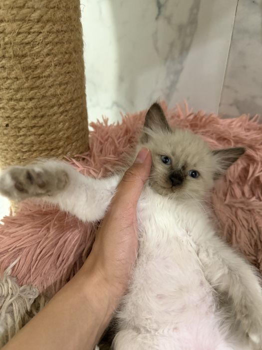Отдам котят. Мама сфинкс. Папа британец