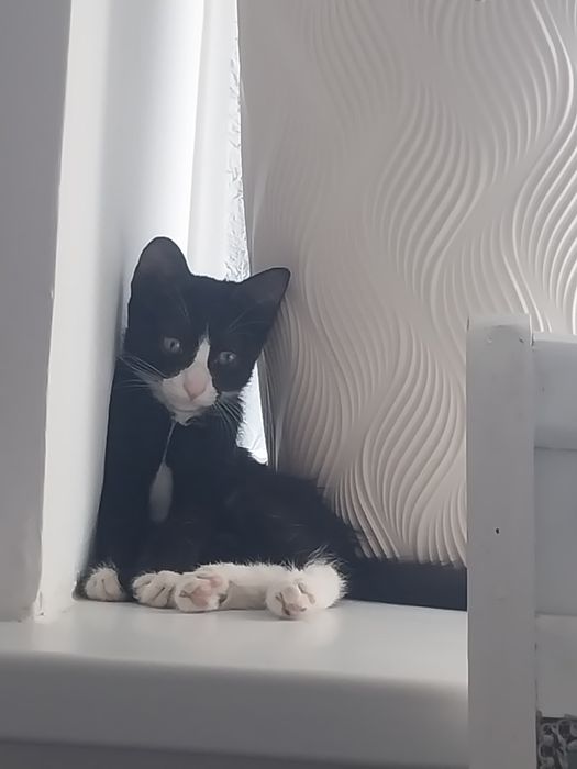 Котёнок мальчик в хорошие руки