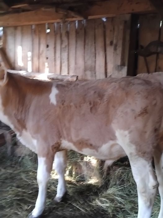 Vițel balțată românească de vanzare de patru luni înțărcat mănâncă fin și făină de porumb cu tărâțe