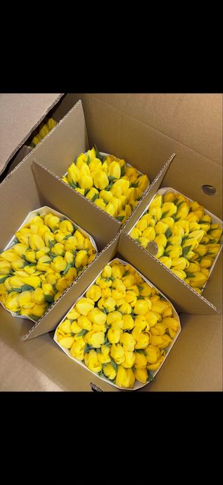 Свежие тюльпаны Шымкент продаются пачками