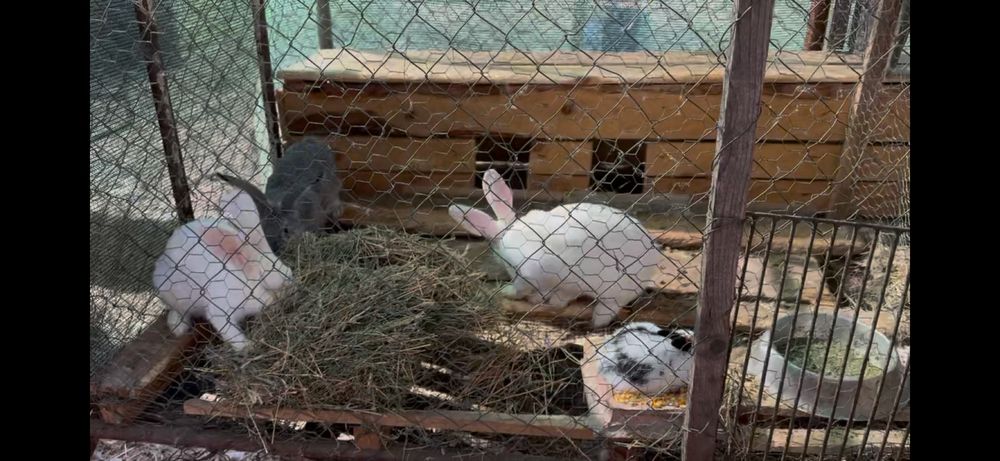 Pereche iepuri pentru reproductie sau sacrificat