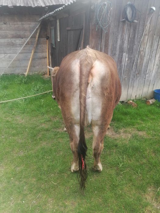 Vând jurinca de 2 ani gestanta în 8 luni