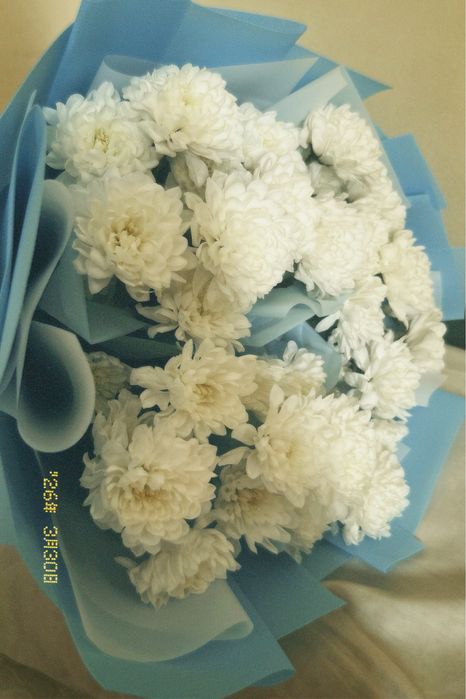 Хризантема жаңа келді