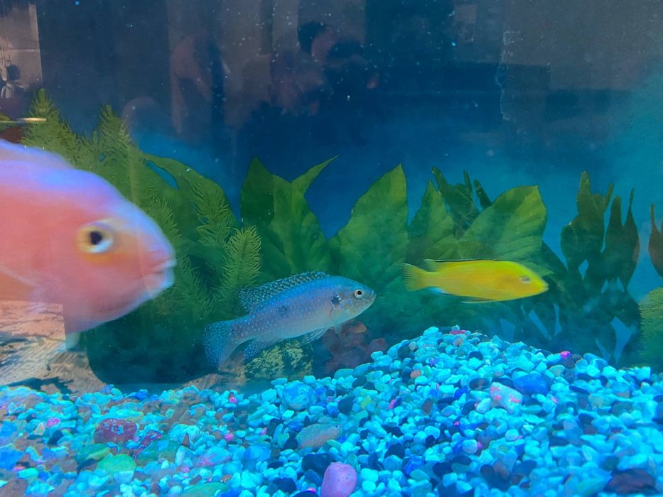 Акварим и рыба продаётся