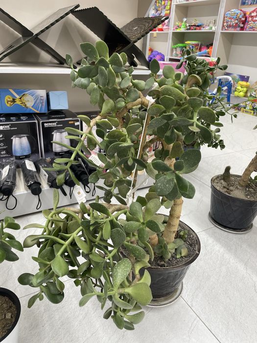 Цветы денги доллар