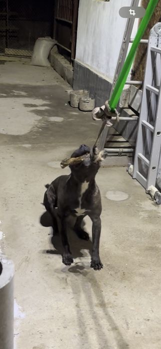 Американский Пит-бультерьер