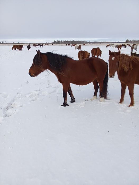 Продам жеребца .
