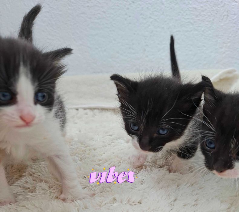 Adoptie pui de pisica superb