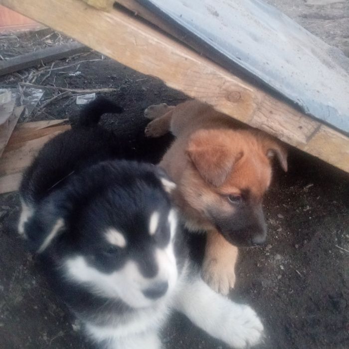 отдам щенков в хорошие руки