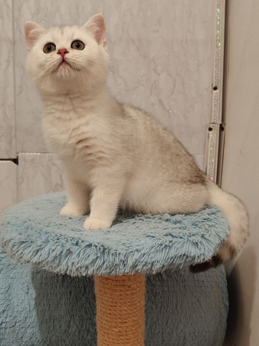 Шиншиллы котята Серебро