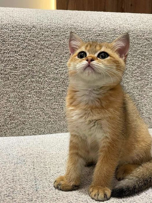 Zalatistiy shinshila NY12 okras