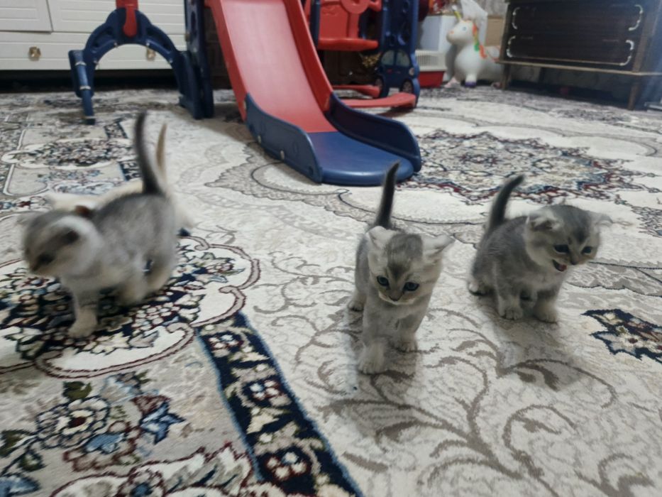 Mishug British chinchilla
