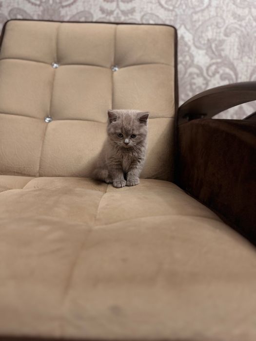 Срочно продается скоттиш страйт девочка