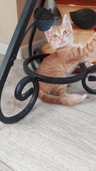 В добрые руки котенок-девочка