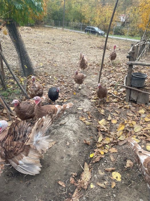 Curcani rosu de borboun de vanzare și pui