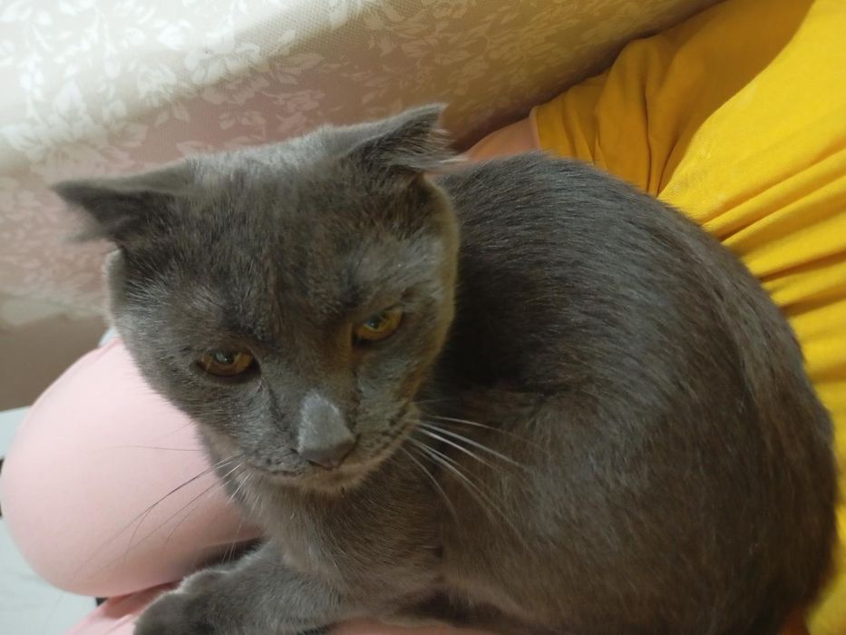 кот веслаухий  домашний