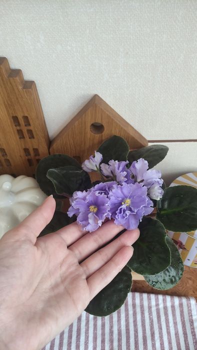 Продам сортовую фиалку