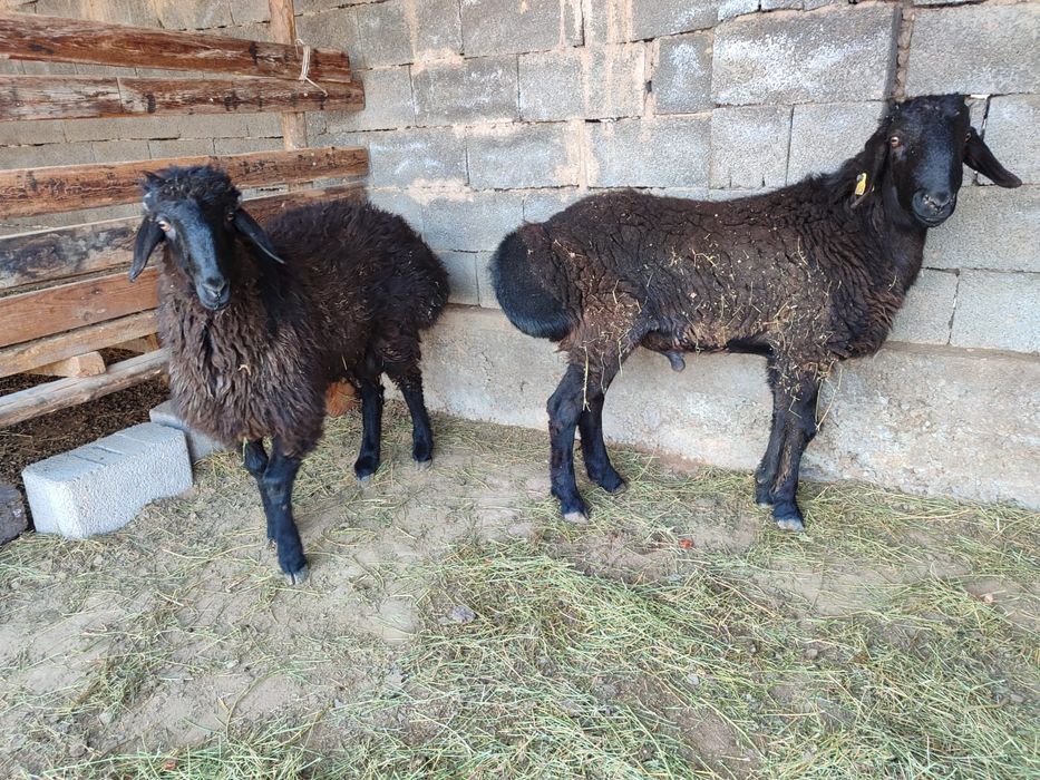 Қошқарлар бар срочно