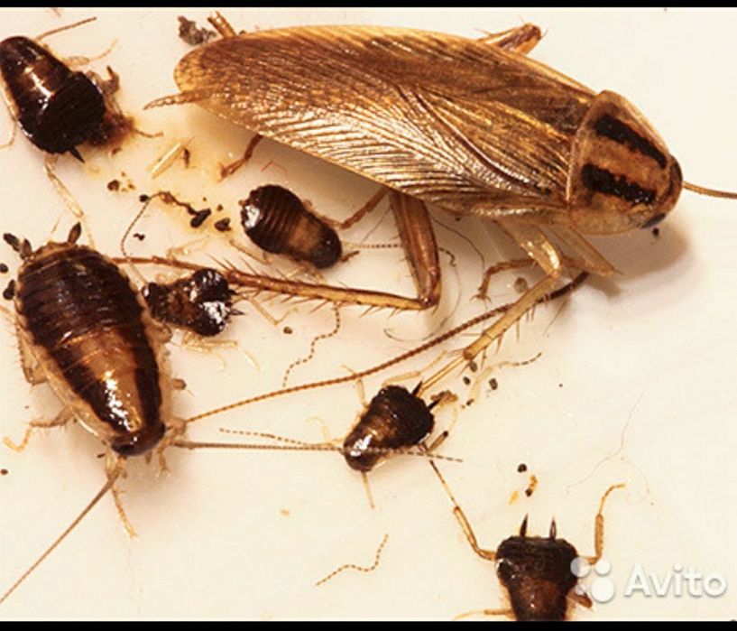 Дезинфекция 24/7