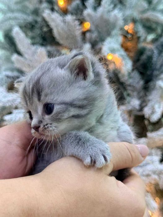 Пародистые кошки