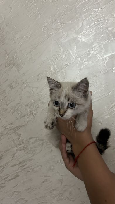 Найдена кошечка