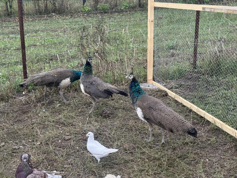 Paun cu vatsta de 1 an schimb